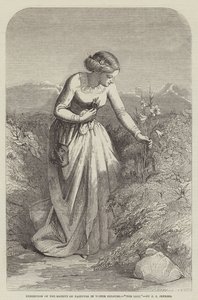 Exhibition of the Society of Painters in Water Colours, The Lily
